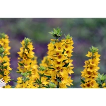 Lysimachia punctata (Pettyegetett lizinka)