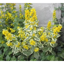 Lysimachia punctata 'Variegata'