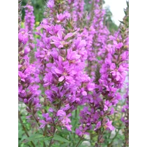 Lythrum salicaria 'Pink Tails' (Réti füzény)