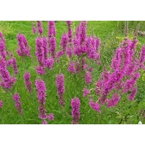 Lythrum salicaria 'Zigeunerblut' (Réti füzény)