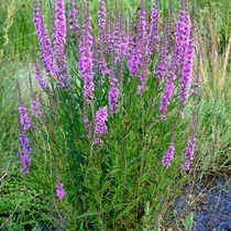 Lythrum virgatum 'Dropmore Scarlet' (Vesszős füzény)