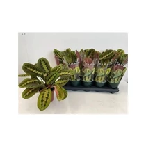 MARANTA FASCINATOR