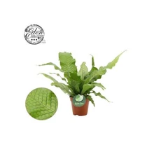 MICROS M CROCODYLLUS