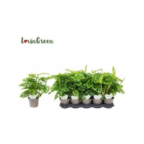 MONSTERA OBLIQUA *10