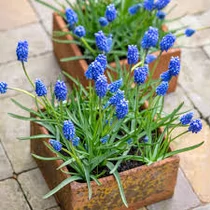 MUSCARI BLUE MAGIC MINI