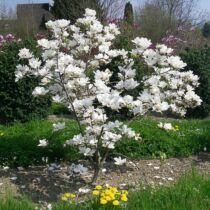 Magnolia 'Alba Superba' Nagyvirágú liliomfa