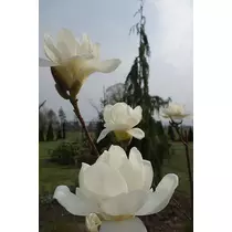 Magnolia 'Denudata Double' Jülan Liliomfa