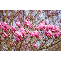 Magnolia 'Galaxy' Nagyvirágú liliomfa