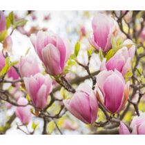 Magnolia 'George Henry Kern’ rózsaszínvirágú liliomfa