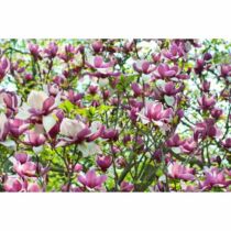 Magnolia 'Lennei’ Nagyvirágú liliomfa