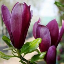 Magnolia 'Nigra Bíborvörös liliomfa