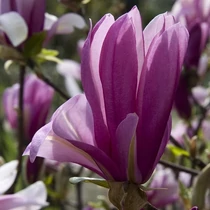 Magnolia 'Rickii' Nagyvirágú liliomfa