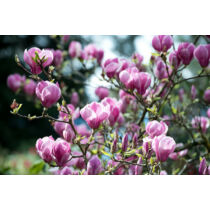 Magnolia 'Rustica Rubra'  Nagyvirágú liliomfa