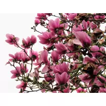 Magnolia 'Serene' Liliomfa
