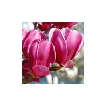 Magnolia 'Shiraz'  Liliomfa