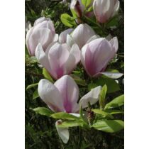 Magnolia 'Sundew’ Nagyvirágú liliomfa