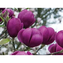Magnolia 'Black Tulip'(imp.) - 