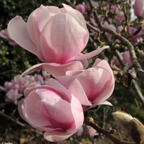 Magnolia 'Festirose' - 