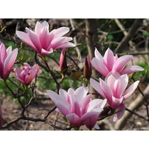 Magnolia 'Heaven Scent'(imp.) - 