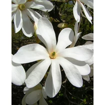 Magnolia kobus - Fehér virágú japán liliomfa