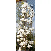 Magnolia kobus 'Maraczi'® (Isis) - Krémfehér virágú japán liliomfa