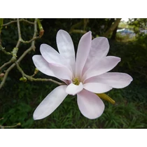 Magnolia loebneri 'Leonard Messel' - 