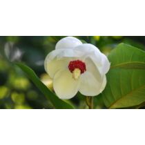 Magnolia sieboldii Nyáron virágzó liliomfa