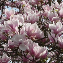 Magnolia soulangeana, Liliomfa