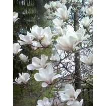 Magnolia x soulangeana 'Alba Superba' - Fehér virágú kerti liliomfa