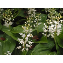Maianthemum bifolium (Kétlevelű árnyékvirág)