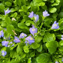 Mazus reptans