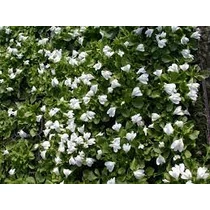 Mazus reptans alba kerti tavi növény