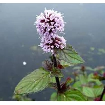 Mentha aquatica - vizi menta kerti tavi növény