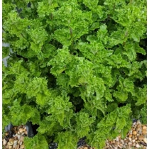 Mentha spicata var. crispa 'Moroccan' (Fodormenta)