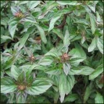 Mentha villosa Cubanito