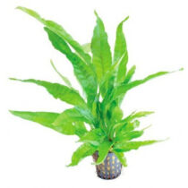 Microsorum preropus latifolia akváriumi növény