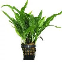 Microsorum pteropus