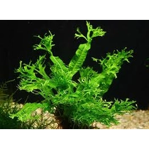 Microsorum Pteropus Windelow akváriumi növény