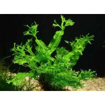 Microsorum Pteropus Windelow akváriumi növény