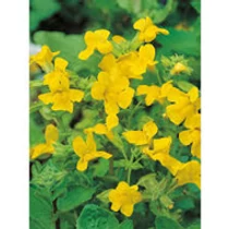 Mimulus luteus Sárga Bohócvirág kerti tavi növény