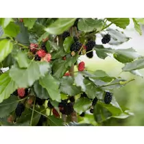 Morus rotundifolia Mojo Berry