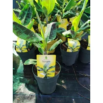 Musa acuminata 'Guzman Selection' – Díszbanán