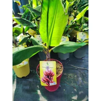 Név: Musa acuminata 'Red Dacca' – Vörös banán
