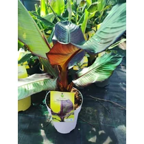 Musa 'Falso Banana Rojo' – Vörös álbánán