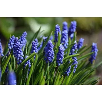 Muscari BIG SMILE 9cm-es cserépben 