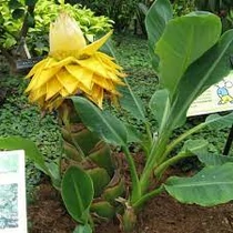 Musella lasiocarpa - Kínai törpebanán - Arany lótuszvirág
