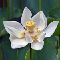 Nelumbo rizóma 2 db - Fehér Indiai Lótusz - kerti tavi növény