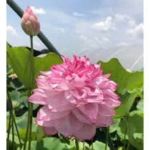 Nelumbo 1000 Petals in Yiliang