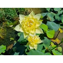 Nelumbo Authumn in Mooling