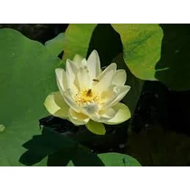 Nelumbo Baby Yellow